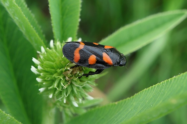 peniarka nížinná Cercopis sanguinolenta