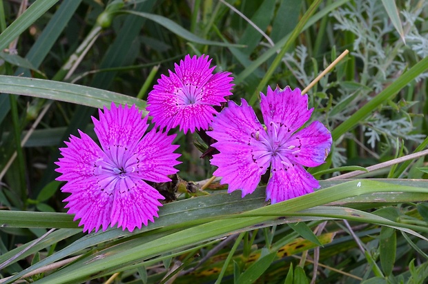 klinček kopcový Dianthus collinus Waldst. et Kit.