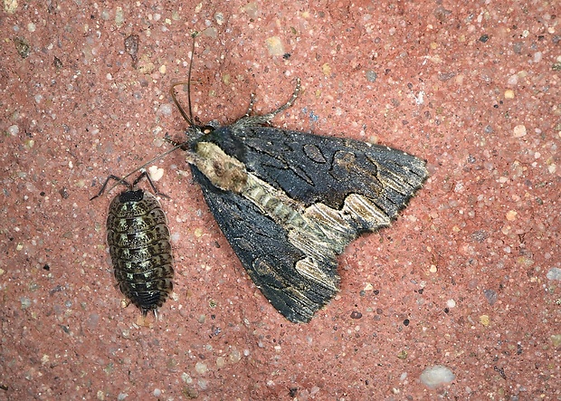 sivkavec štiavový Dypterygia scabriuscula