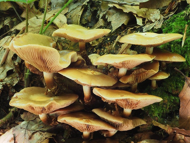 šupinačka menlivá Kuehneromyces mutabilis (Schaeff.) Singer & A.H. Sm.