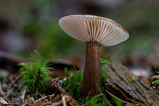 rýdzik čiernozamatový Lactarius lignyotus Fr.