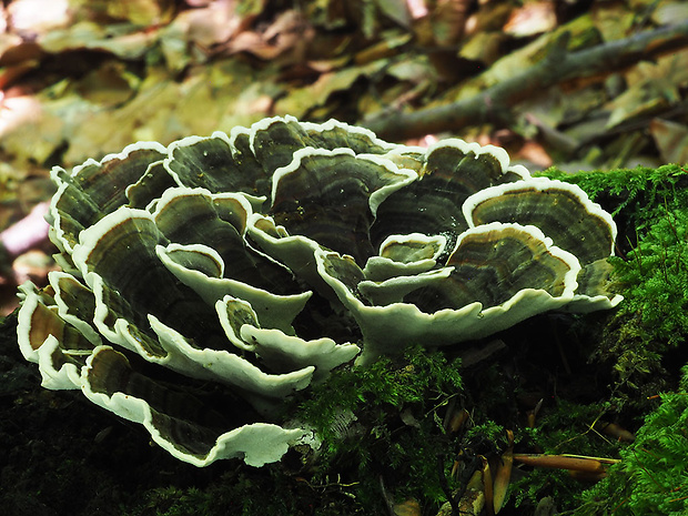 pevnúšik dvojfarebný Laxitextum bicolor (Pers.) Lentz