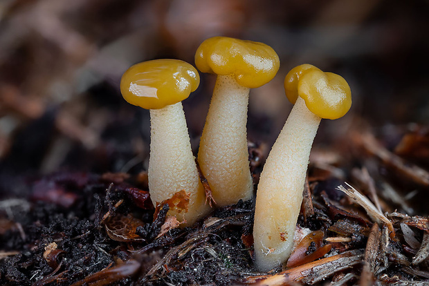 klincovka slizká Leotia lubrica (Scop.) Pers.