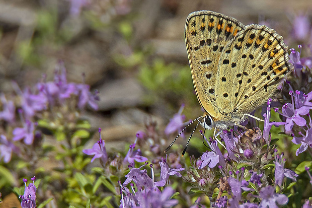 ohniváčik čiernoškvrnný, samec Lycaena tityrus