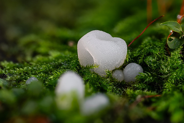 pajelenka želatínová Pseudohydnum gelatinosum (Scop.) P. Karst.