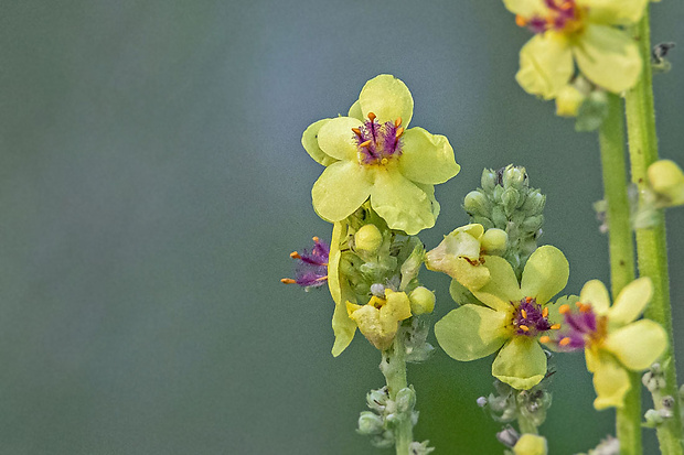 divozel čierny Verbascum nigrum L.