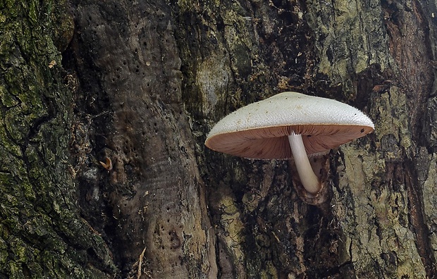 pošvovec stromový Volvariella bombycina (Schaeff.) Singer