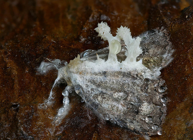 žezlovka Akanthomyces tuberculatus (Lebert) Spatafora, Kepler & B. Shrestha