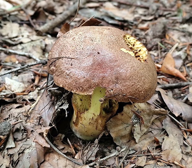 hríb príveskatý Butyriboletus appendiculatus (Schaeff. ex Fr.) Secr.