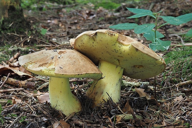 hríb horský Butyriboletus subappendiculatus (Dermek, Lazebn. & J. Veselský) D. Arora & J.L. Frank