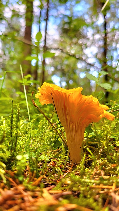 kuriatko jedlé Cantharellus cibarius Fr.