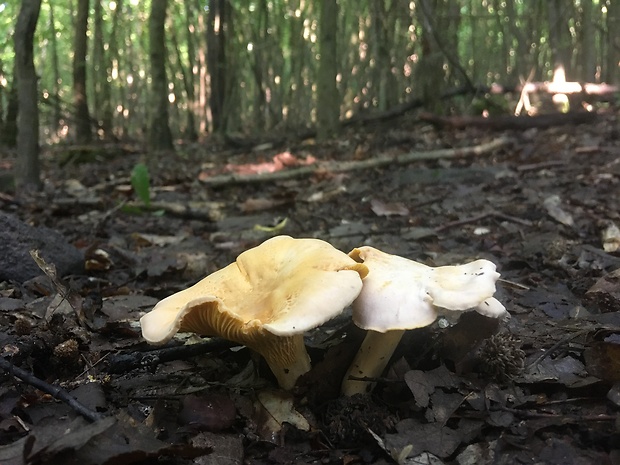 kuriatko bledé Cantharellus pallens Pilát