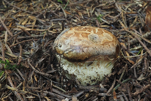 náramkovka cisárska Catathelasma imperiale (P. Karst.) Singer