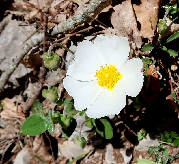 cistus šalviolistý Cistus salviifolius L.