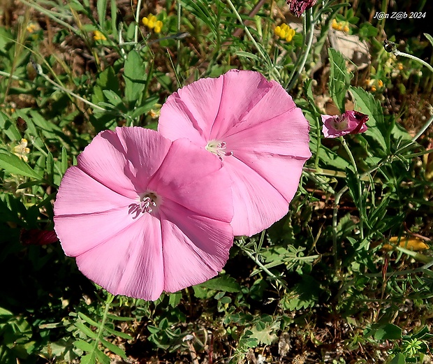 pupenec kantabrijský Convolvulus cantabrica L.