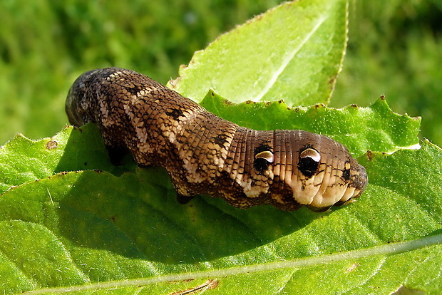 lišaj vrbkový Deilephila elpenor