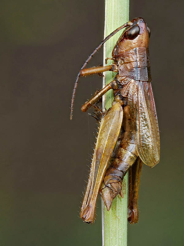 hmyzomorka Entomophaga grylli (Fresen.) A. Batko