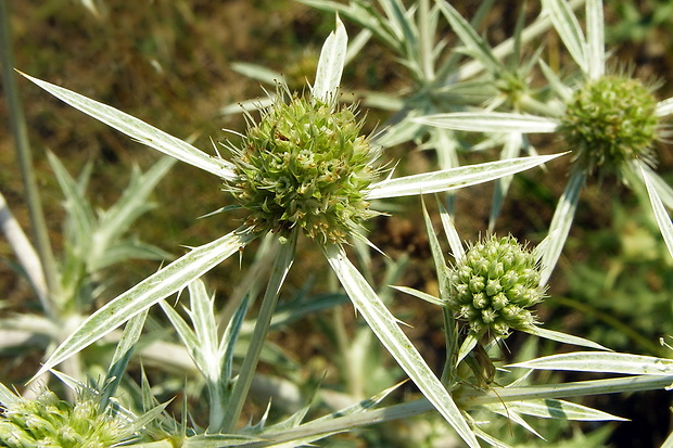 kotúč poľný Eryngium campestre L.