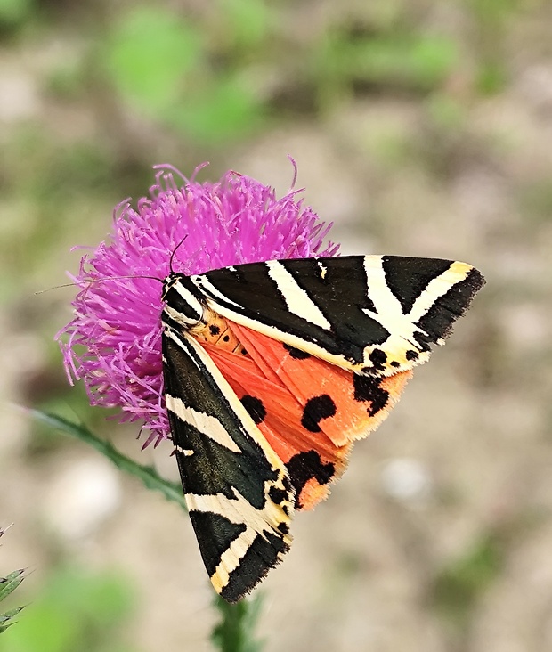 spriadač kostihojový  Euplagia quadripunctaria