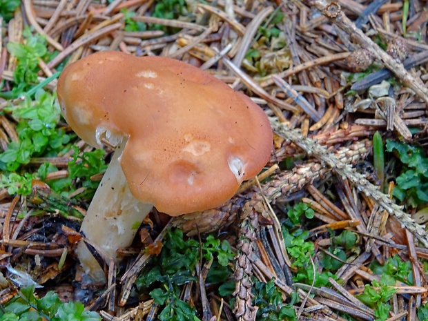 strmulec Gerhardtia incarnatobrunnea (Ew. Gerhardt) Bon