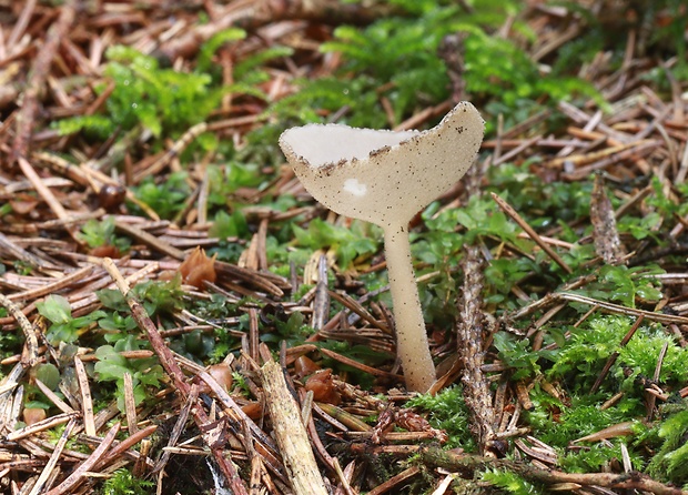 chriapač brvitý ? Helvella macropus (Pers.) P. Karst.