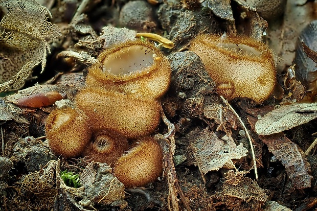 humária polguľovitá Humaria hemisphaerica (F.H. Wigg.) Fuckel