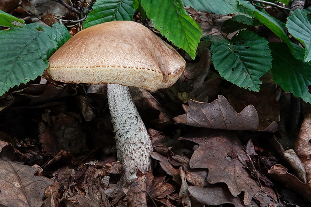 kozák hrabový Leccinum pseudoscabrum (Kallenb.) Šutara