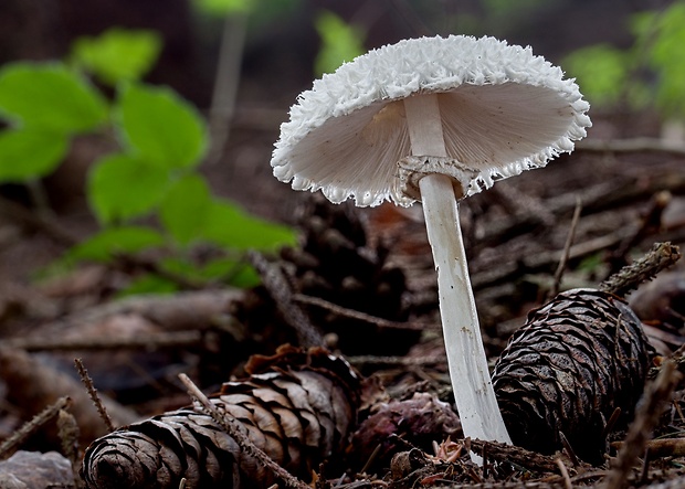 bedľa hustošupinatá Leucoagaricus nympharum (Kalchbr.) Bon