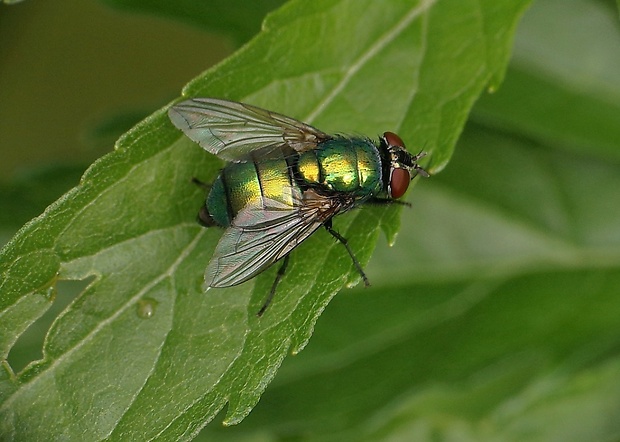 bzučivka zlatá Lucilia caesar (Linnaeus, 1758)