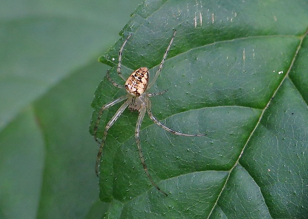 čeľustnatka Metellina sp.