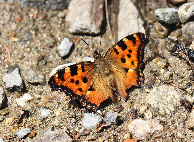 babôčka brestová  Nymphalis polychloros