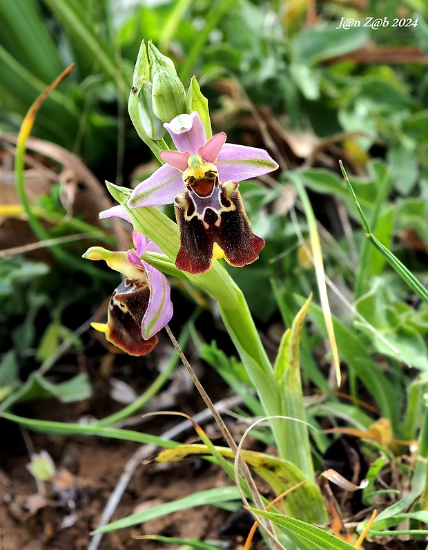 hmyzovník Ophrys holoserica subsp. apulica (O. et E. Danesch) Buttler