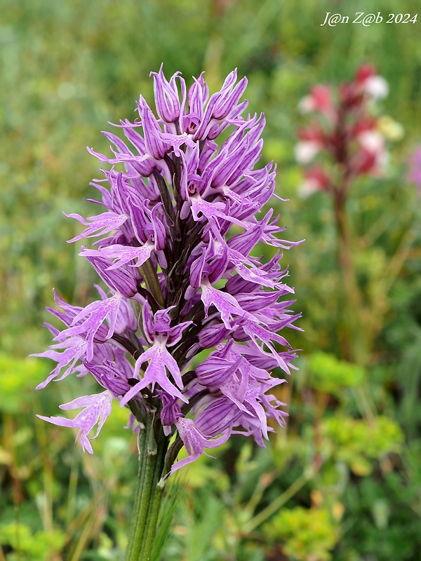 vstavač Orchis italica Poir.