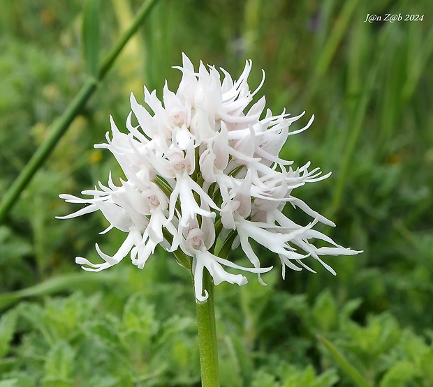 vstavač Orchis italica Poir.