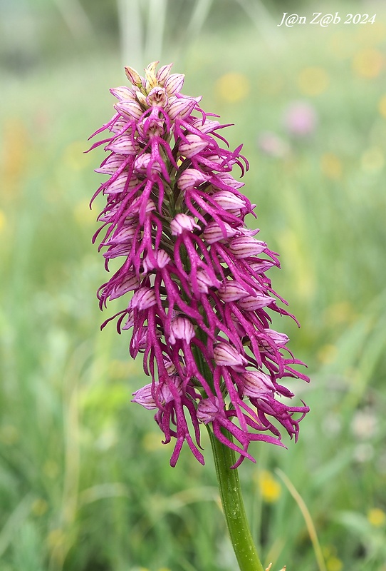 vstavač Orchis x bivonae