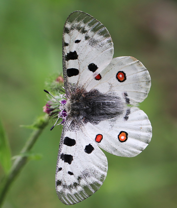 jasoň červenooký  Parnassius apollo