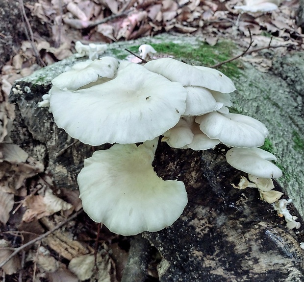 hliva buková Pleurotus pulmonarius (Fr.) Quél.