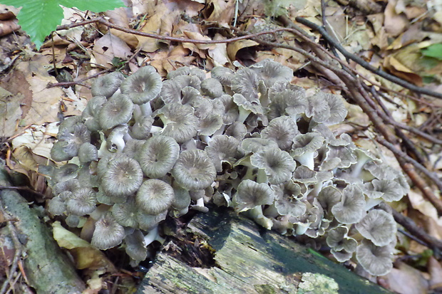 trúdnik klobúčkatý Polyporus umbellatus (Pers.) Fr.