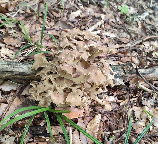 trúdnik klobúčkatý Polyporus umbellatus (Pers.) Fr.