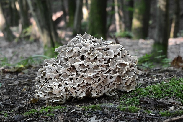 trúdnik klobúčkatý Polyporus umbellatus (Pers.) Fr.