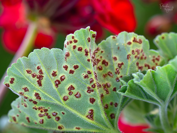 hrdza muškátová Puccinia pelargonii-zonalis Doidge