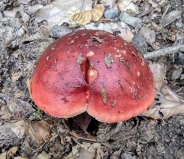 plávka Russula sp.