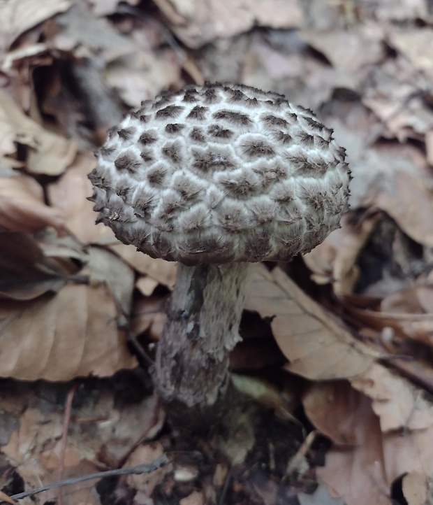 šiškovec šupinatý Strobilomyces strobilaceus (Scop.) Berk.