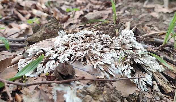 plesňovka belavohnedá Thelephora penicillata (Pers.) Fr.