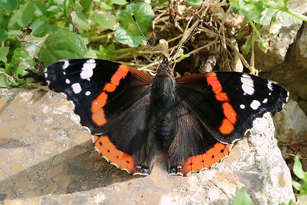 babočka admirál Vanessa atalanta