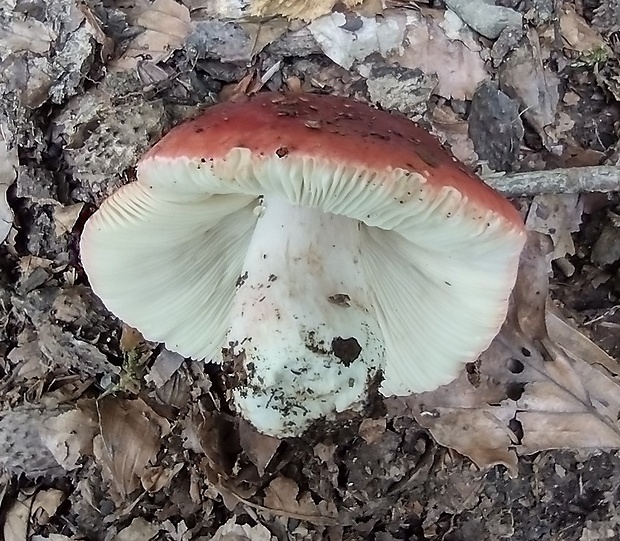 plávka Russula sp.