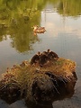 kačica divá - samica s mláďatami 
