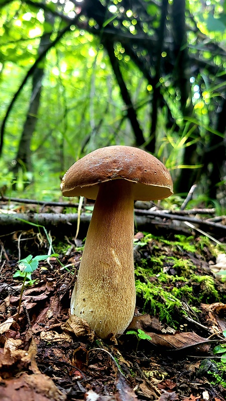 hríb dubový Boletus reticulatus Schaeff.