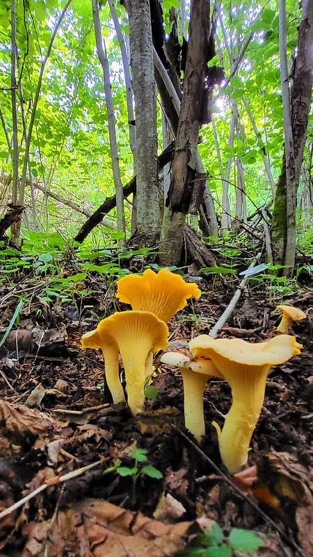 kuriatko bledé Cantharellus pallens Pilát