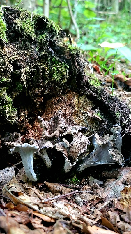 lievik trúbkovitý Craterellus cornucopioides (L.) Pers.